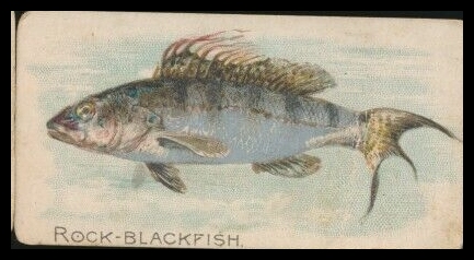 Rock Blackfish